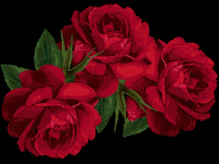 розы - цветы - предпросмотр