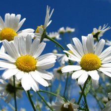 Схема вышивки «ромашки»