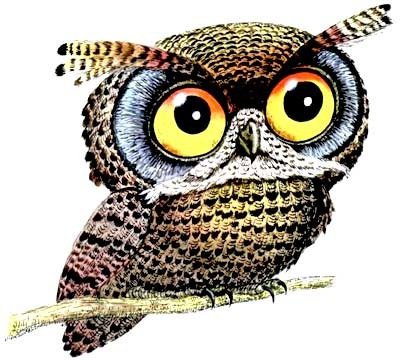 Совуля - 70 цветов, пнк, совы - оригинал