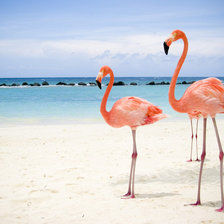 розовый фламинго на пляже