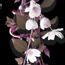 Схема вышивки «цветы»