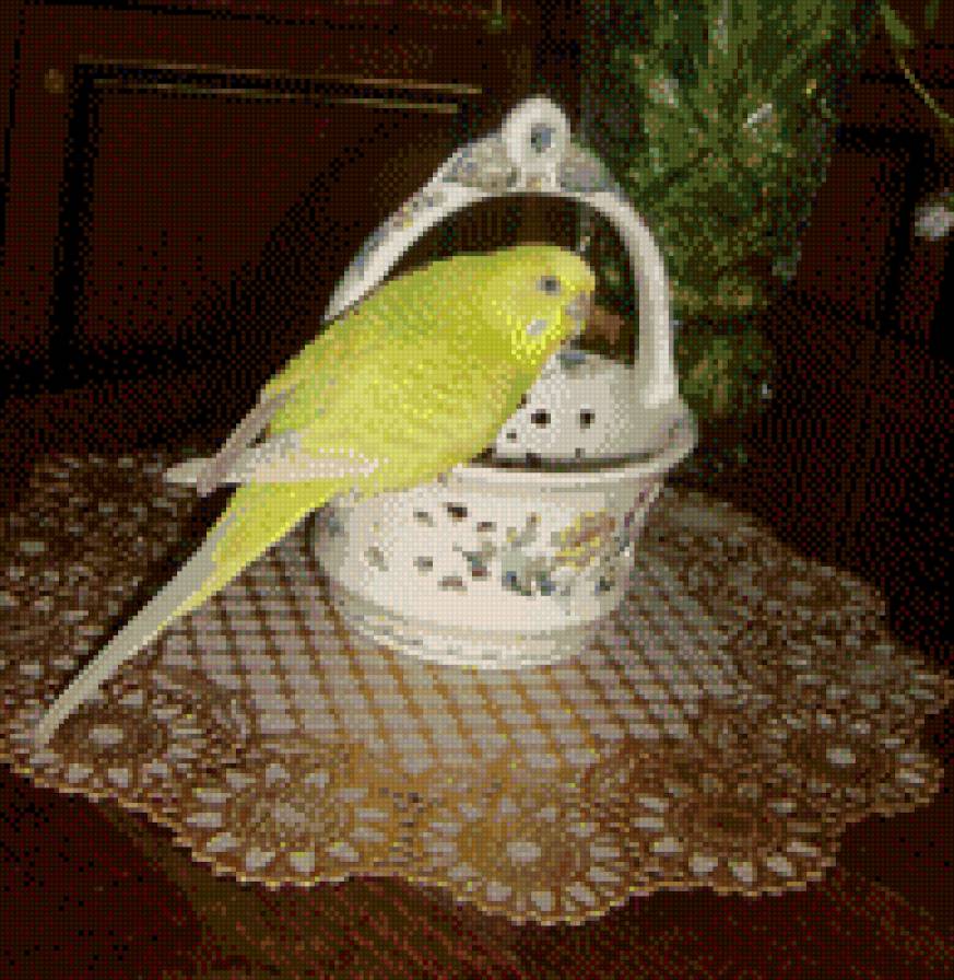 шурик - попугайчик, питомцы, птица - предпросмотр