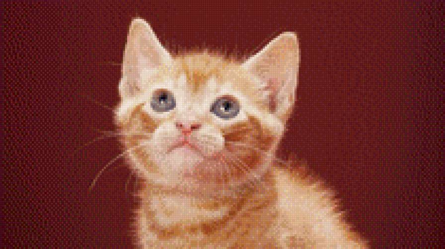 КОТИК - кот, милашка, рыжик - предпросмотр