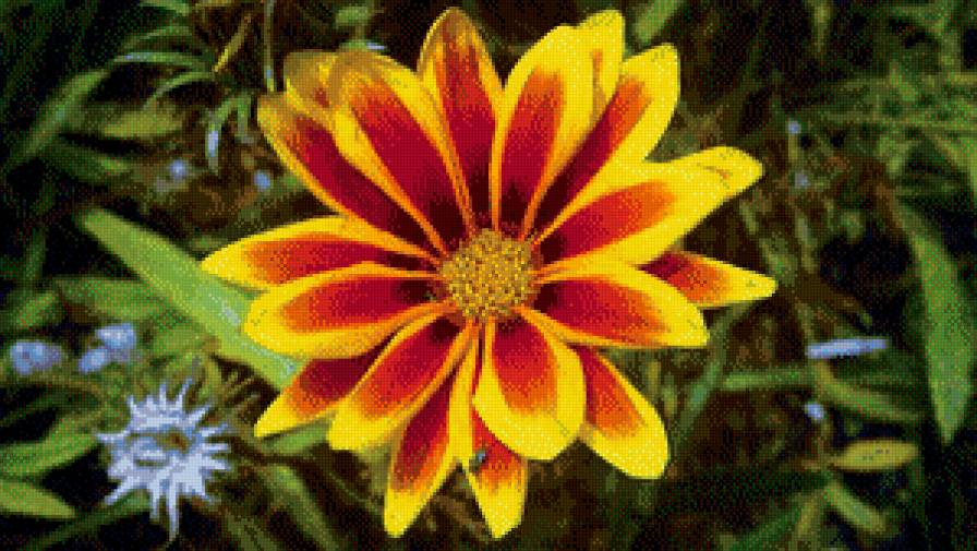 ЦВЕТОК - солнце, красота, цветы - предпросмотр