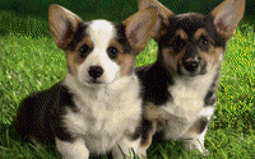 №715586 - собаки, звери, животные - предпросмотр