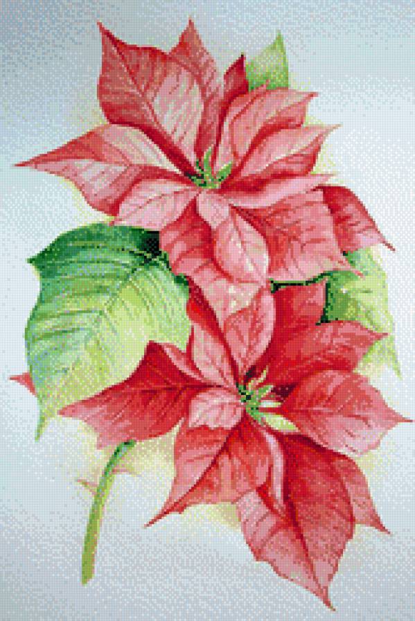 пуансеттия - цветы, подушечка - предпросмотр