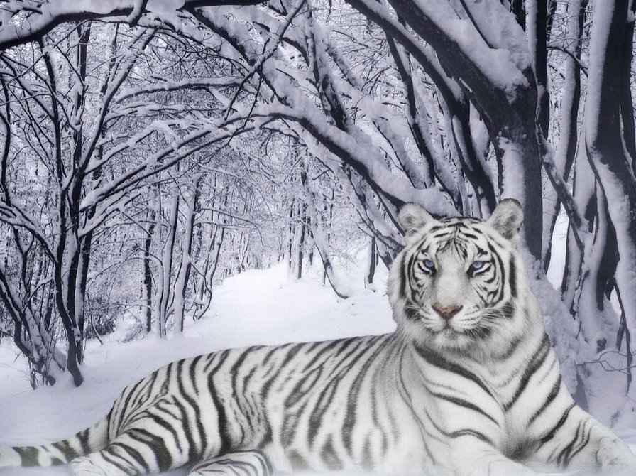 Белый тигр - лес, снег, белый тигр, зима, деревья в снегу - оригинал