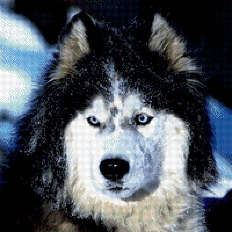 хаси - собаки, животные - предпросмотр