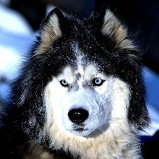 Схема вышивки «хаси»