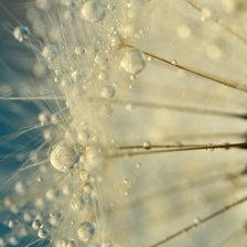 Схема вышивки «Одуванчик»