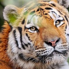 Схема вышивки «тигр»