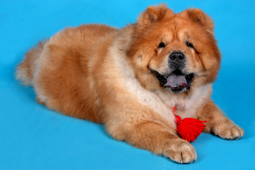 МЭГ - оригинал