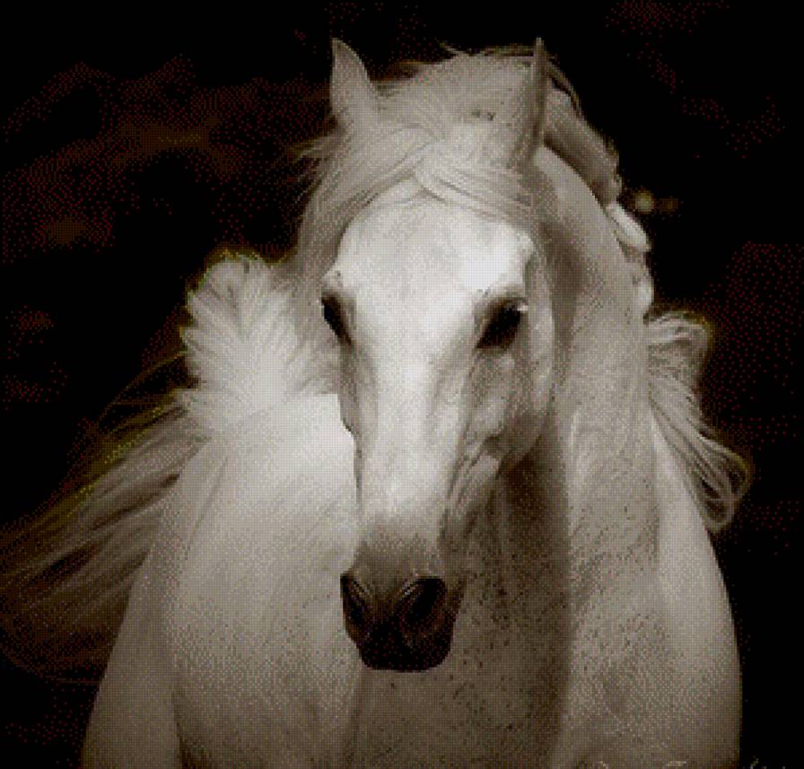 Белая лошадь - портрет, лошадь, белый скакун, скакун, монохром - предпросмотр
