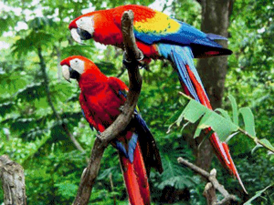 Красный ара - попугаи, птицы, ара - предпросмотр