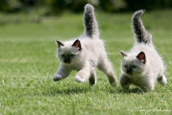 котики - оригинал