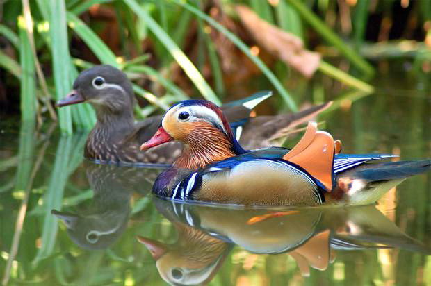 Утки мандаринки - фен-шуй, птицы, утки - оригинал
