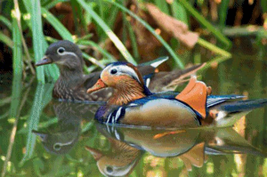 Утки мандаринки - птицы, утки, фен-шуй - предпросмотр