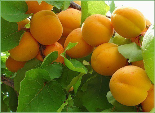 абрикосы - фрукты - оригинал