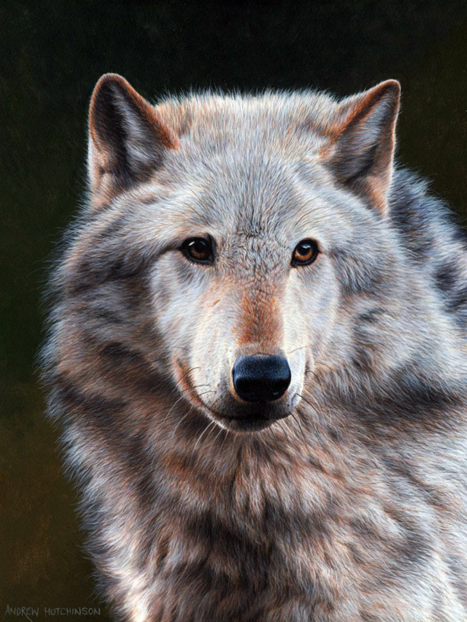 Волк - лесные обитатели, волк - оригинал