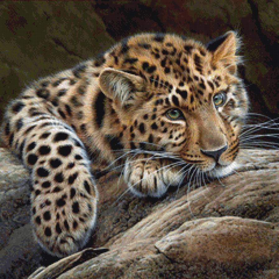 Леопард - леопард, лесные обитатели - предпросмотр