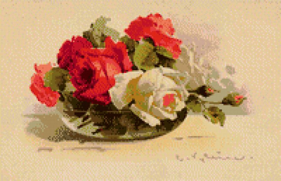 Розы Катарина Кляйн - катарина кляйн - предпросмотр