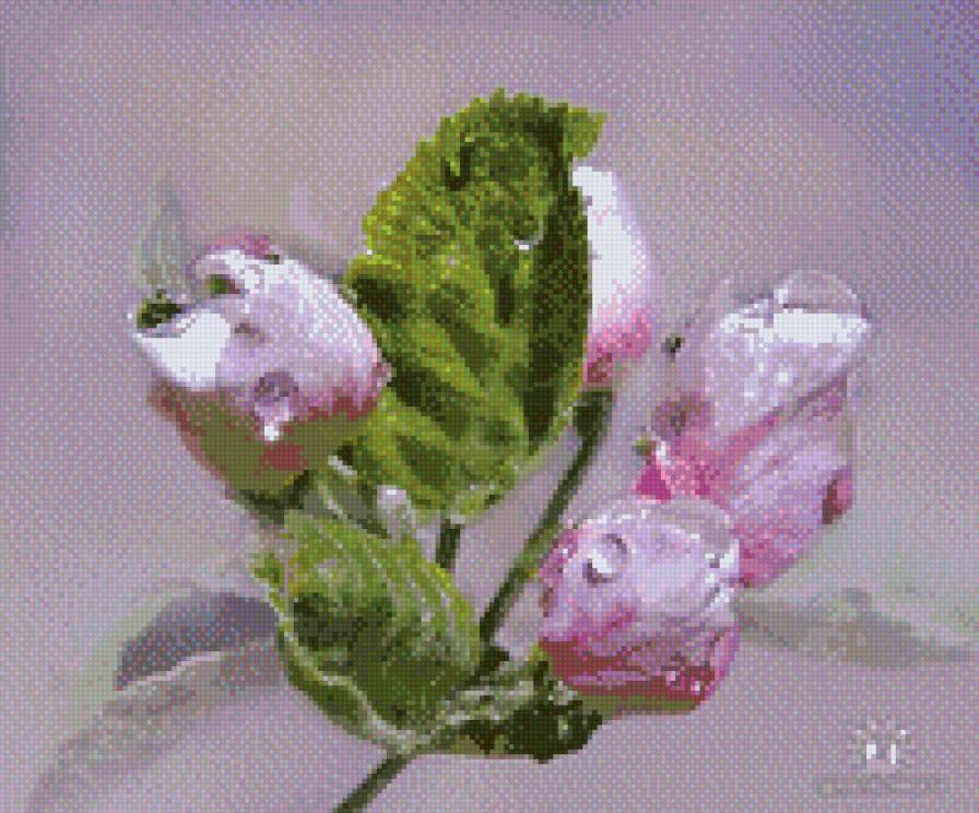 Розы - розы, капля - предпросмотр