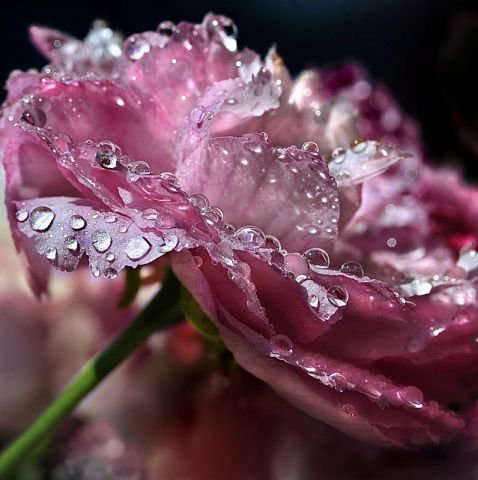 Роза - капля, розы - оригинал