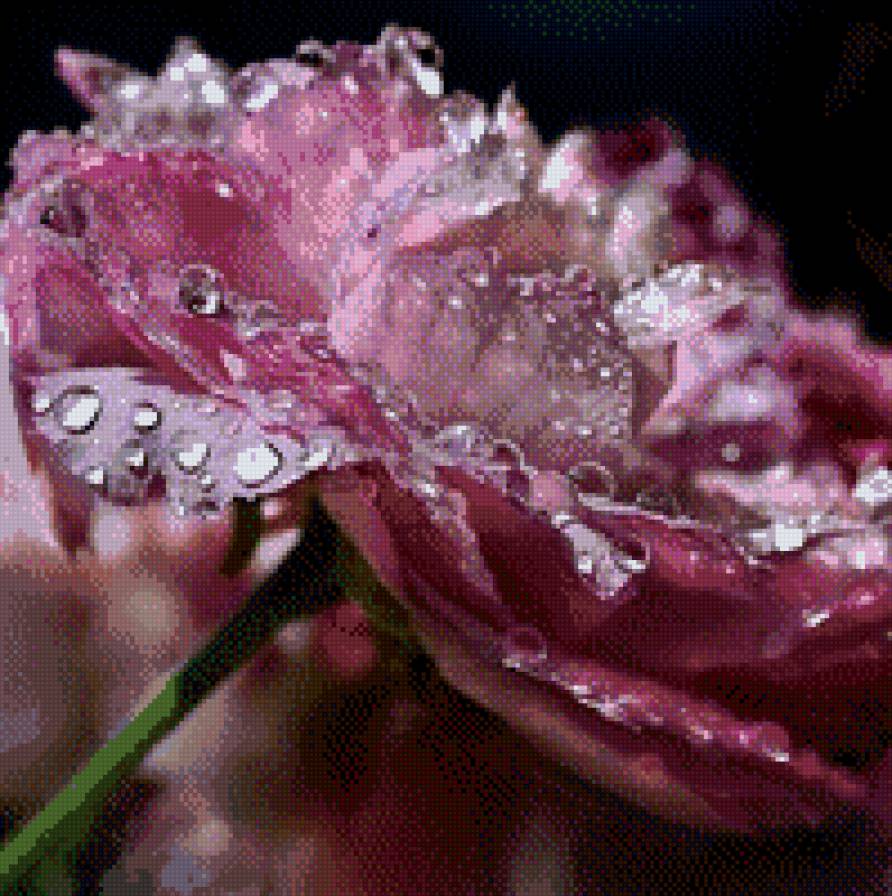 Роза - капля, розы - предпросмотр