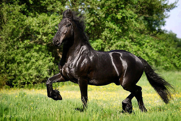 животные - оригинал