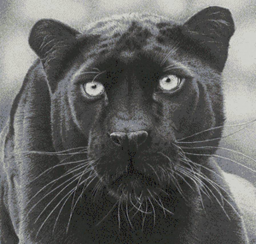 животные - предпросмотр