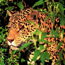 Схема вышивки «животные»