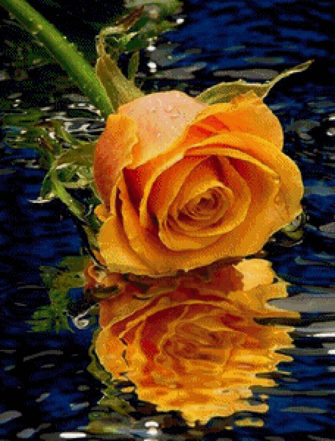 №716589 - роза, цветы, отражение, вода - предпросмотр