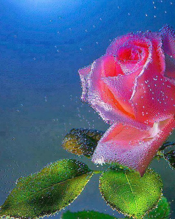 №716592 - вода, роза, цветы - оригинал