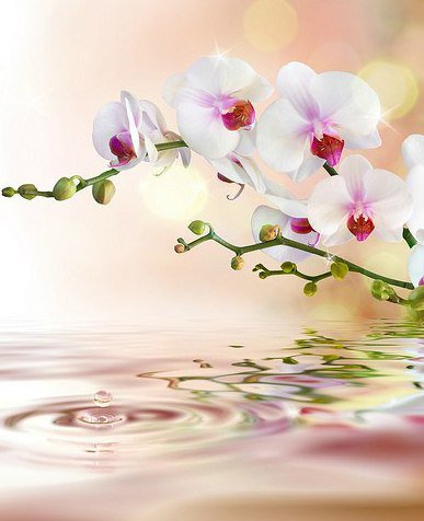 №716597 - орхидея, отражение, вода, цветы - оригинал