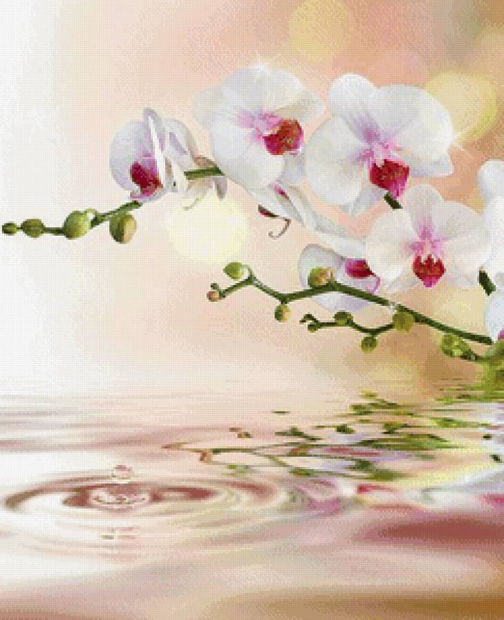 №716597 - цветы, вода, орхидея, отражение - предпросмотр