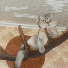 Схема вышивки «Котик Лютик»