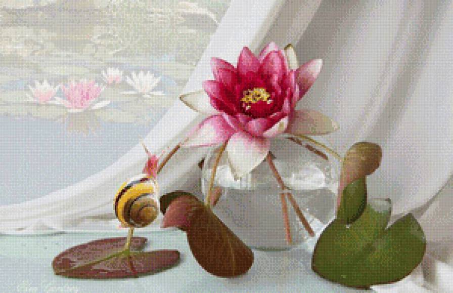 №716613 - цветы, лотос, ракушка, букет, натюрморт, белый - предпросмотр