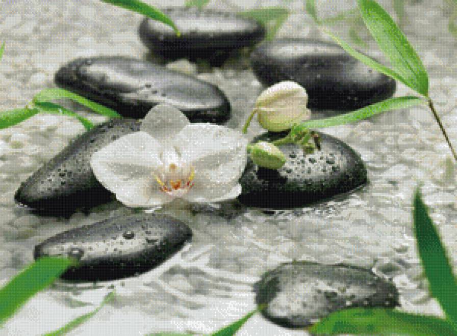 №716620 - камни, орхидея, отражение, цветы, вода - предпросмотр