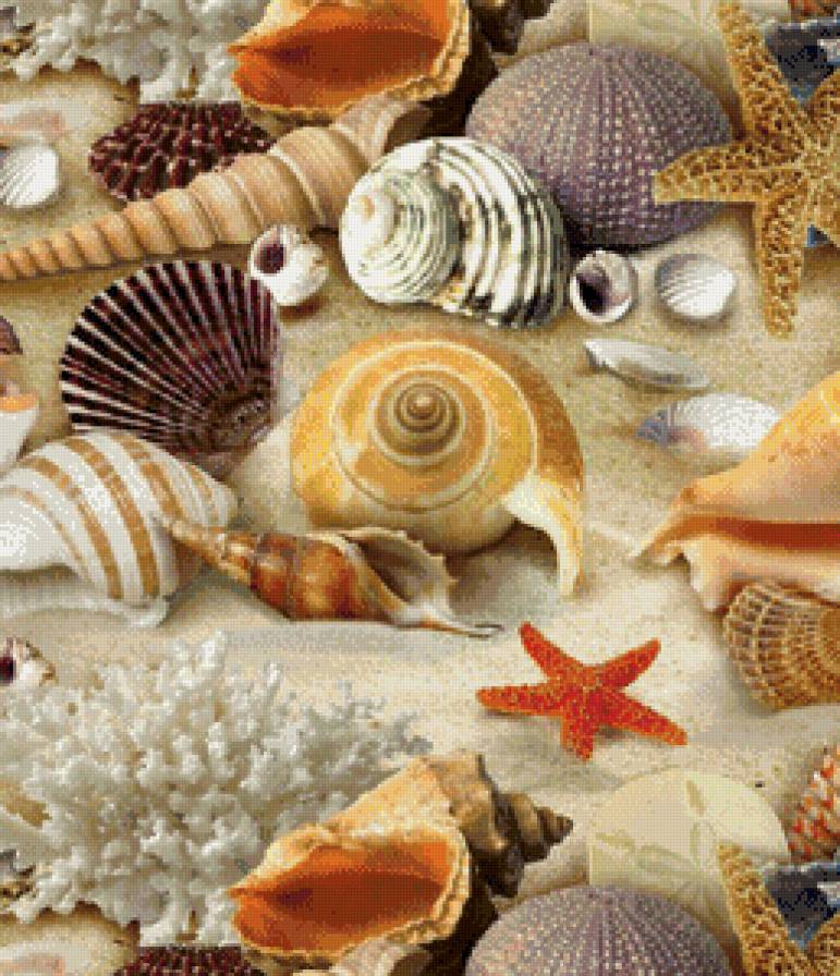 №716639 - пляж, ракушки, песок - предпросмотр