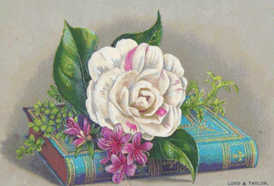 №716672 - книга, цветы, натюрморт, роза - предпросмотр