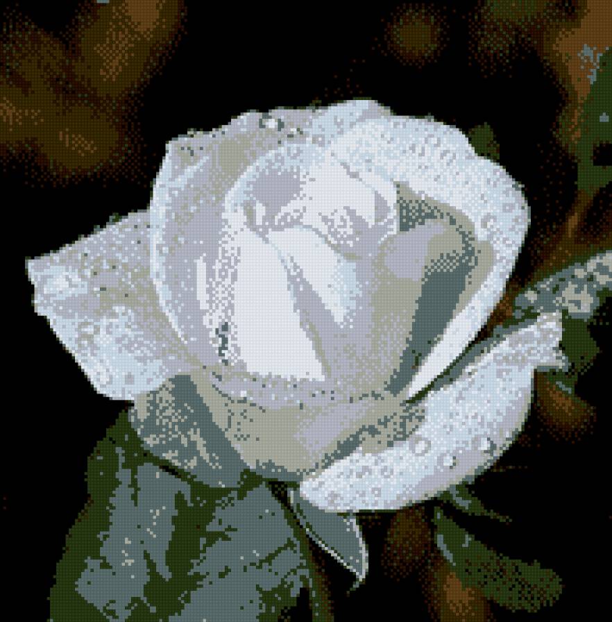 роза белая - цветы - предпросмотр