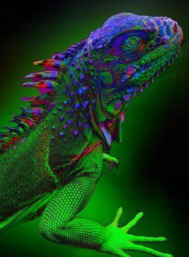 Ящер - ящерица, многоцветный - оригинал