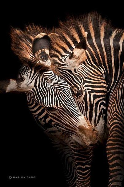 Стиль - зебра, животные, африка - оригинал