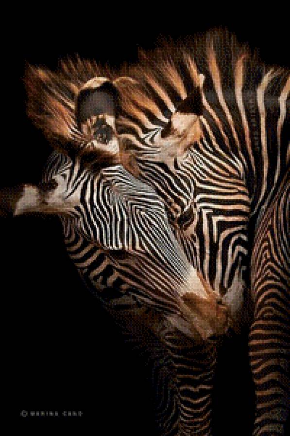 Стиль - африка, животные, зебра - предпросмотр