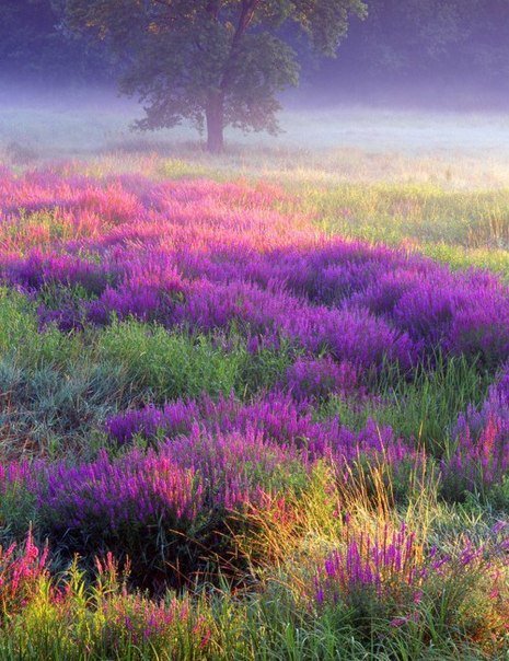 Лавандовое поле - цветы, лаванда, фиолетовые, поле - оригинал