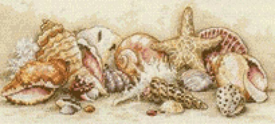 морские ракушки - ракушки, море - предпросмотр