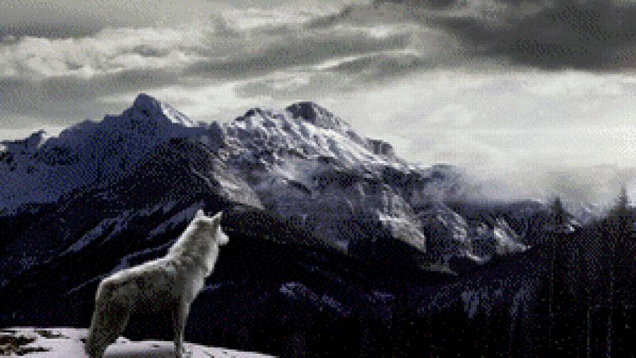 Одиночка - волк, снег, горы, зима - предпросмотр