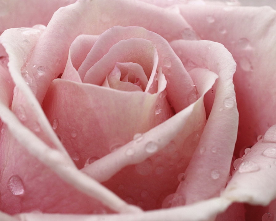 Роза - роза - оригинал