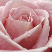 Схема вышивки «Роза»