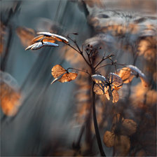 Схема вышивки «subtelności IV»